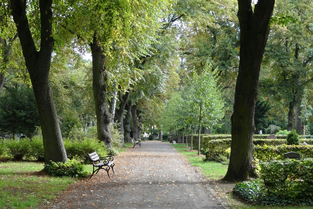 Beautiful garden pathway with flowers and trees in sunlight