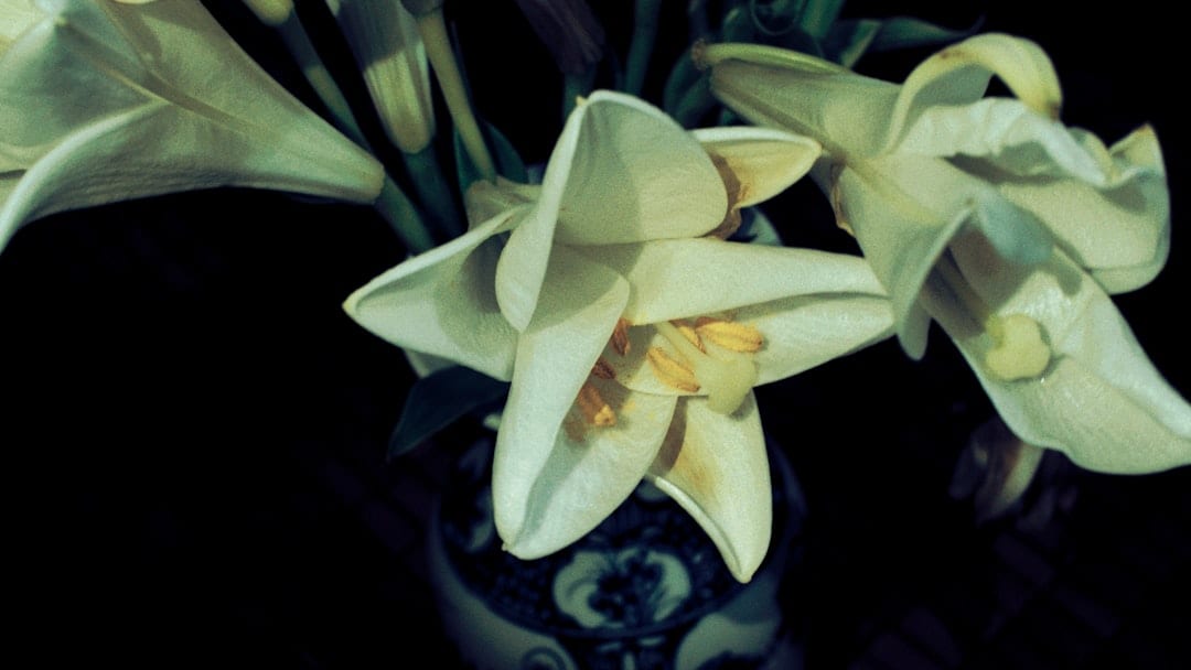 Gentle baby funeral care with white lilies