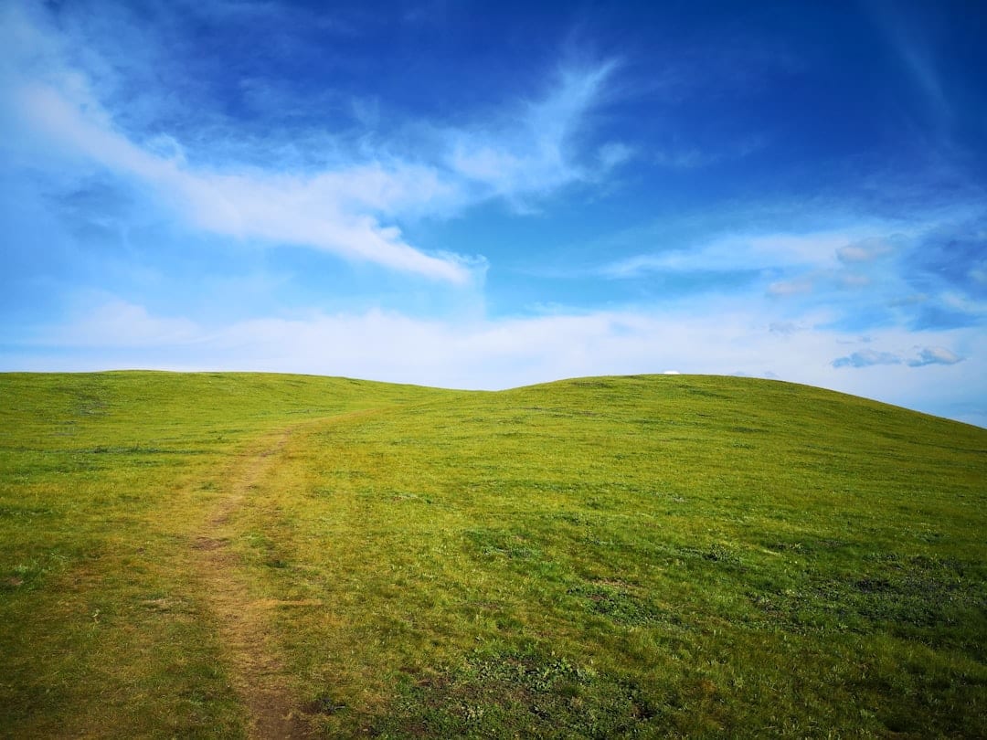Serene park landscape with green grass and blue sky